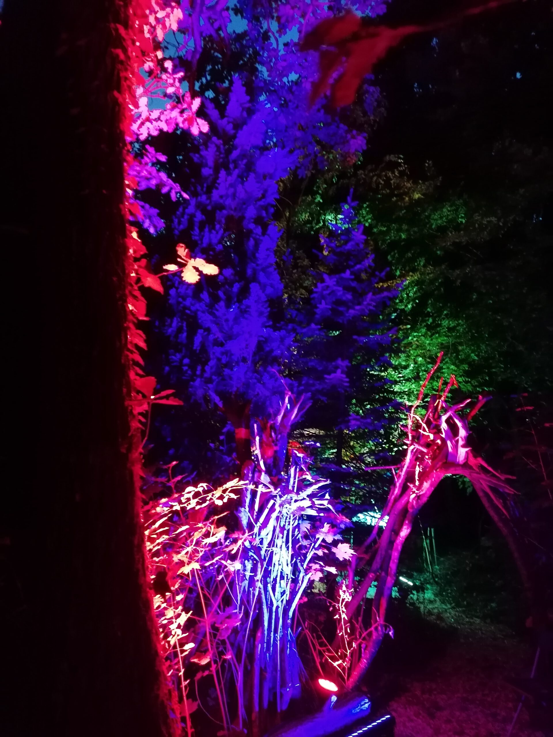 Magisches Licht - Beleuchtung unserer Kunst Installationen im Wald. Lichtkunst im Herbst und Winter
