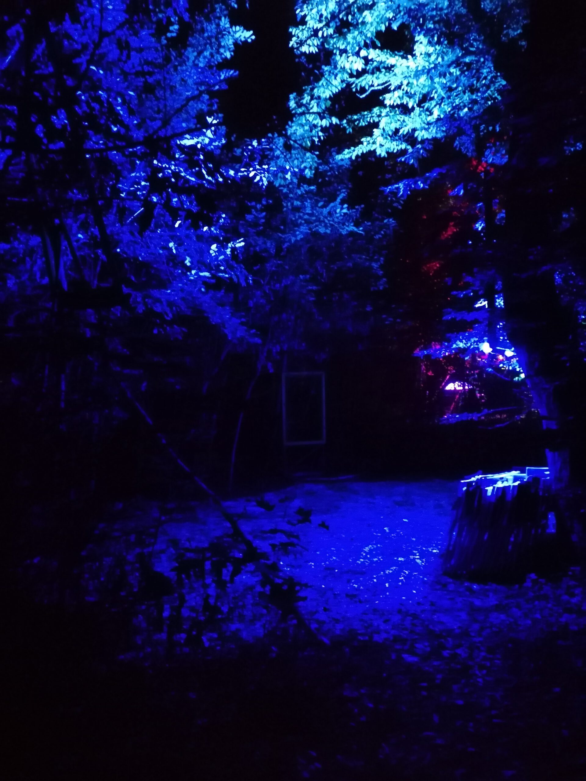 Magisches Licht - Beleuchtung unserer Kunst Installationen im Wald. Lichtkunst im Herbst und Winter